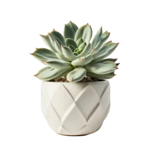 กุหลาบหิน