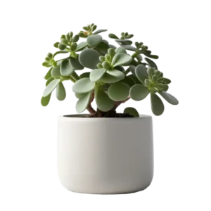 โป๊ยเซียน