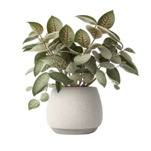 ละอองดาว ไฮโพเอสเทส