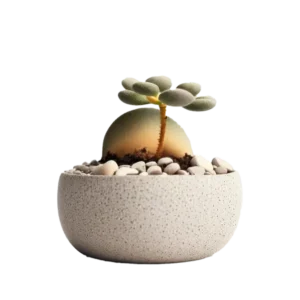 ไลทอป หินมีชีวิต