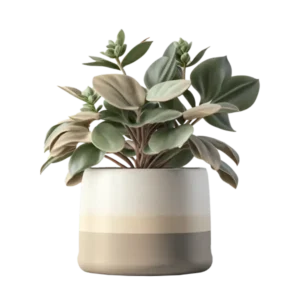 เฟินบลูใบริ้ว