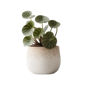 ไพเลีย ต้นเหรียญเงิน