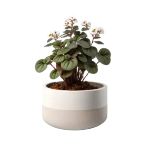 แอฟริกันไวโอเล็ต