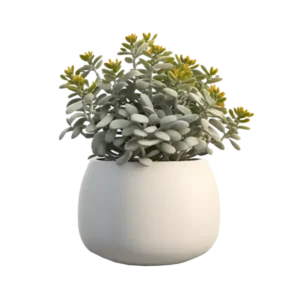 สร้อยไข่มุก พืชเสน่หา