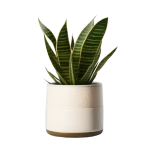 ลิ้นมังกร