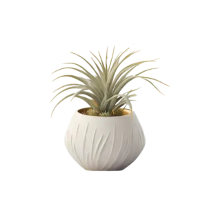 ทิลแลนด์เซีย สับปะรดอากาศ